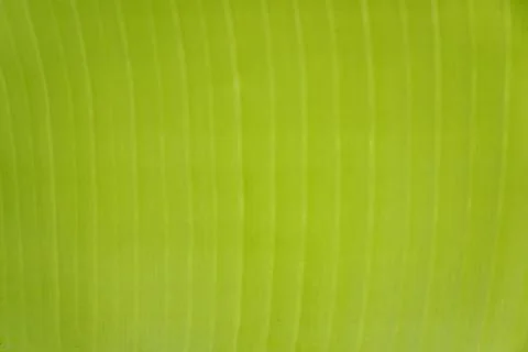 Pattern strokes from a detailed close up shot of beautiful green banana tree Stock Photos