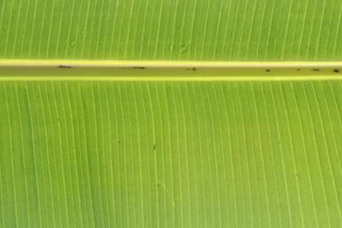 Pattern strokes from a detailed close up shot of beautiful green banana tree Stock-Fotos