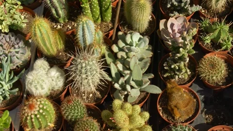 Pattern of Succulent and Cactus Plants in Sunlight Stock Footage 320312812