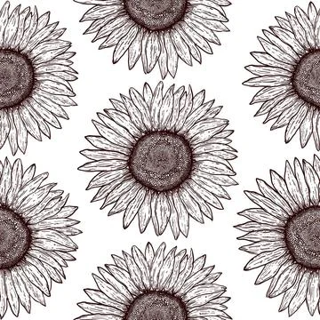 Pattern with sunflowers . Seamless pattern with hand drawn sunflowers on w... Stock Photos
