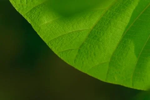 The pattern on the surface of some leaves Stock Photos