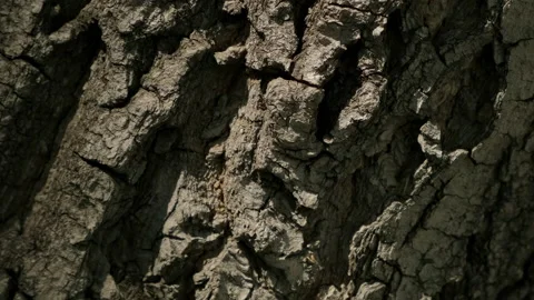 Pattern surface wood slowly rotate. Texture movement tree. Empty place for text. Stock Footage 158668721