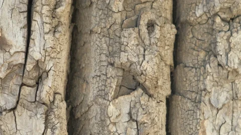 Pattern surface wood slowly rotate. Texture movement tree. Empty place for text. Stock Footage 158669392