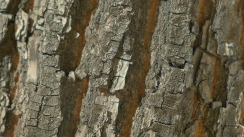 Pattern surface wood slowly rotate. Texture movement tree. Empty place for text. Stock Footage 158670284