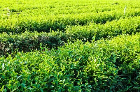 Pattern of tea plantation ,chiang rai province north of thailand. Stock Photos