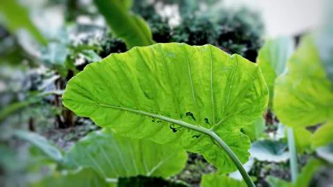Pattern. texture of bon leaves Stock Photos