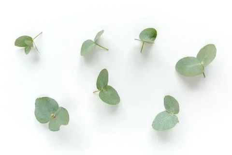 Pattern texture with green leaves eucalyptus isolated on white background. lay Foto stock