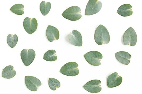 Pattern texture with green leaves eucalyptus isolated on white background. lay Foto stock