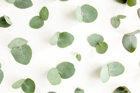 Pattern texture with green leaves eucalyptus isolated on white background. lay Stock Photos