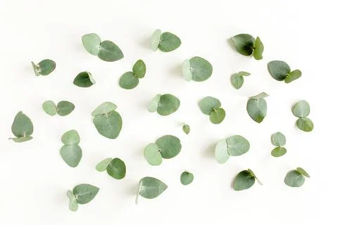 Pattern texture with green leaves eucalyptus isolated on white background. lay Stock Photos