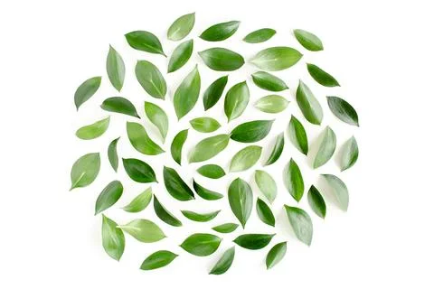 Pattern, texture with green leaves isolated on white background. lay flat, top 스톡 사진
