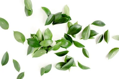 Pattern, texture with green leaves isolated on white background. lay flat, top 스톡 사진