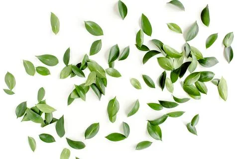 Pattern, texture with green leaves isolated on white background. lay flat, top 스톡 사진