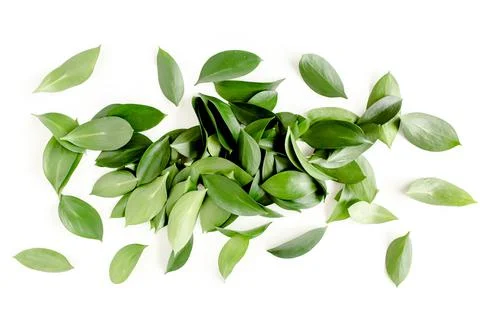 Pattern, texture with green leaves isolated on white background. lay flat, top Foto stock