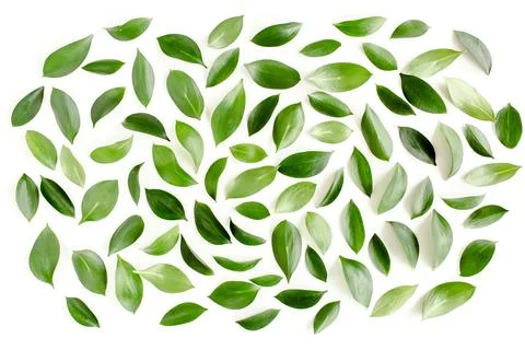 Pattern, texture with green leaves isolated on white background. lay flat, top Foto stock