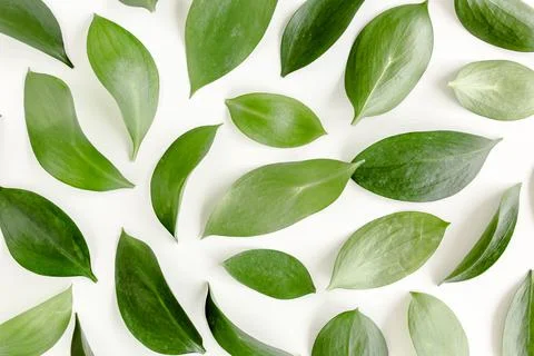 Pattern, texture with green leaves isolated on white background. lay flat, top Foto stock