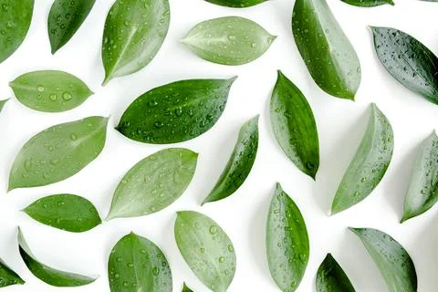 Pattern, texture with green leaves isolated on white background. lay flat, top 스톡 사진