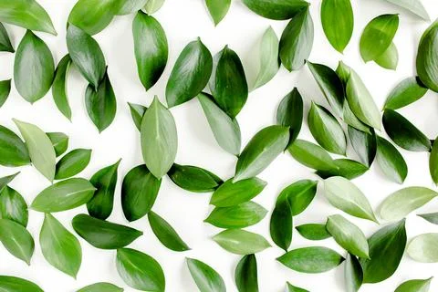 Pattern, texture with green leaves isolated on white background. lay flat, top 스톡 사진
