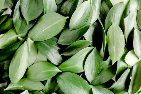 Pattern, texture with green leaves isolated on white background. lay flat, top 스톡 사진
