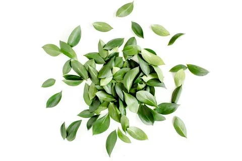 Pattern, texture with green leaves isolated on white background. lay flat, top Stock Photos
