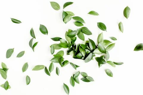 Pattern, texture with green leaves isolated on white background. lay flat, top Stock Photos