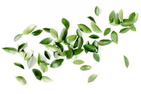 Pattern, texture with green leaves isolated on white background. lay flat, top Stock Photos