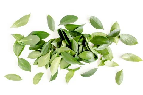 Pattern, texture with green leaves isolated on white background. lay flat, top 스톡 사진