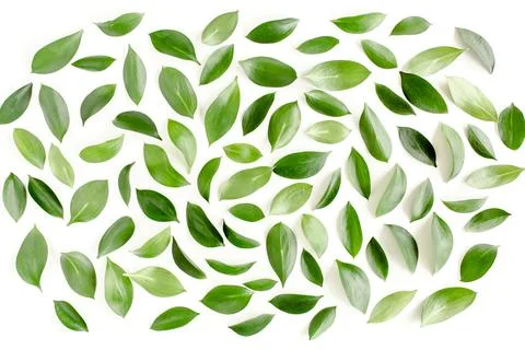Pattern, texture with green leaves isolated on white background. lay flat, top Foto stock