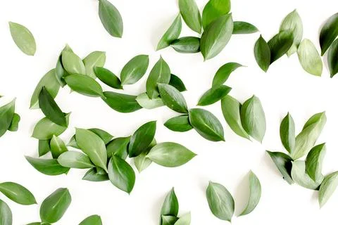 Pattern, texture with green leaves isolated on white background. lay flat, top Foto stock