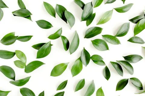 Pattern, texture with green leaves isolated on white background. lay flat, top 스톡 사진