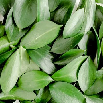 Pattern, texture with green leaves isolated on white background. lay flat, top Foto stock