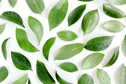 Pattern, texture with green leaves isolated on white background. lay flat, top Stock Photos