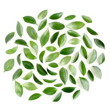 Pattern, texture with green leaves isolated on white background. lay flat, top Foto stock