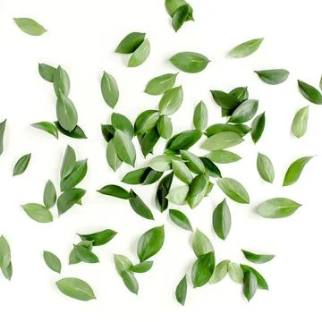 Pattern, texture with green leaves isolated on white background. lay flat, top Foto stock