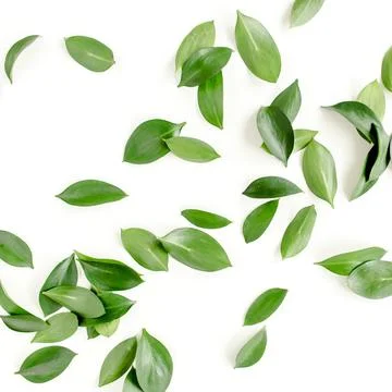 Pattern, texture with green leaves isolated on white background. lay flat, top Foto stock