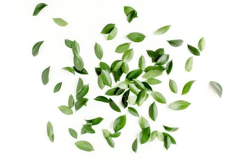 Pattern, texture with green leaves isolated on white background. lay flat, top Stock Photos