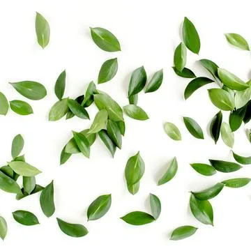 Pattern, texture with green leaves isolated on white background. lay flat, top Foto stock