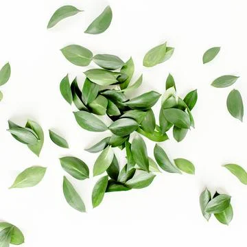 Pattern, texture with green leaves isolated on white background. lay flat, top Foto stock