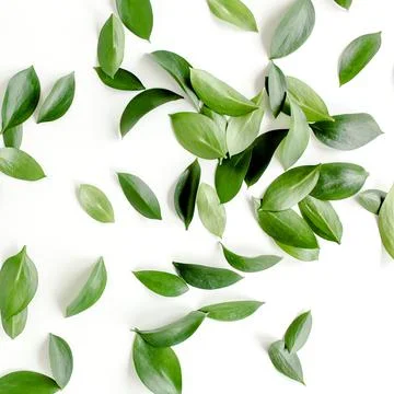 Pattern, texture with green leaves isolated on white background. lay flat, top Foto stock