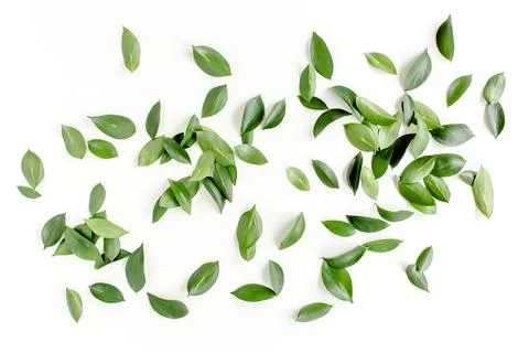 Pattern, texture with green leaves isolated on white background. lay flat, top Foto stock