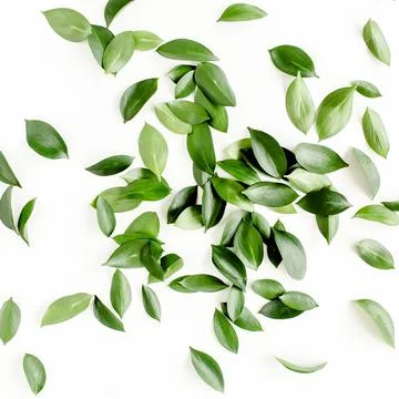 Pattern, texture with green leaves isolated on white background. lay flat, top Foto stock