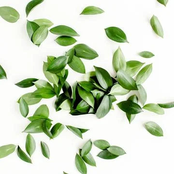 Pattern, texture with green leaves isolated on white background. lay flat, top 스톡 사진