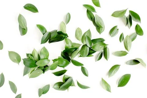 Pattern, texture with green leaves isolated on white background. lay flat, top 스톡 사진