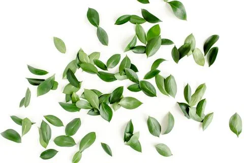 Pattern, texture with green leaves isolated on white background. lay flat, top Foto stock