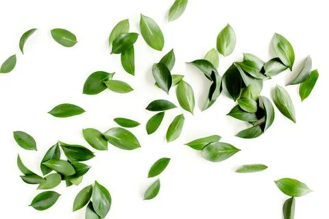 Pattern, texture with green leaves isolated on white background. lay flat, top Foto stock