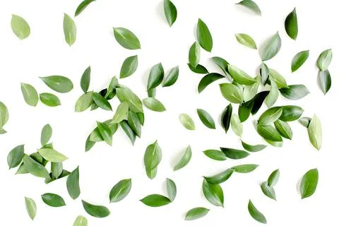 Pattern, texture with green leaves isolated on white background. lay flat, top Foto stock