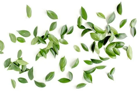 Pattern, texture with green leaves isolated on white background. lay flat, top Stock Photos