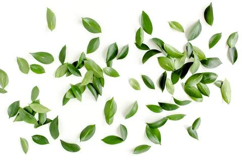 Pattern, texture with green leaves isolated on white background. lay flat, top Foto stock