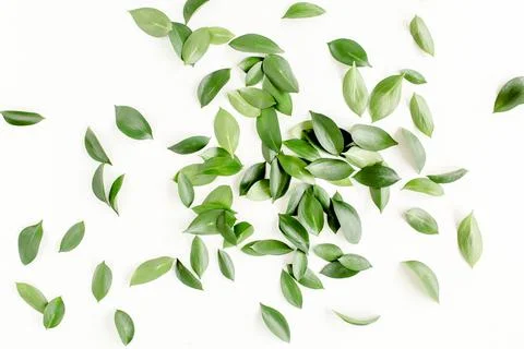 Pattern, texture with green leaves isolated on white background. lay flat, top Stock Photos