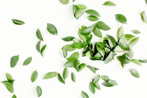 Pattern, texture with green leaves isolated on white background. lay flat, top Stock Photos